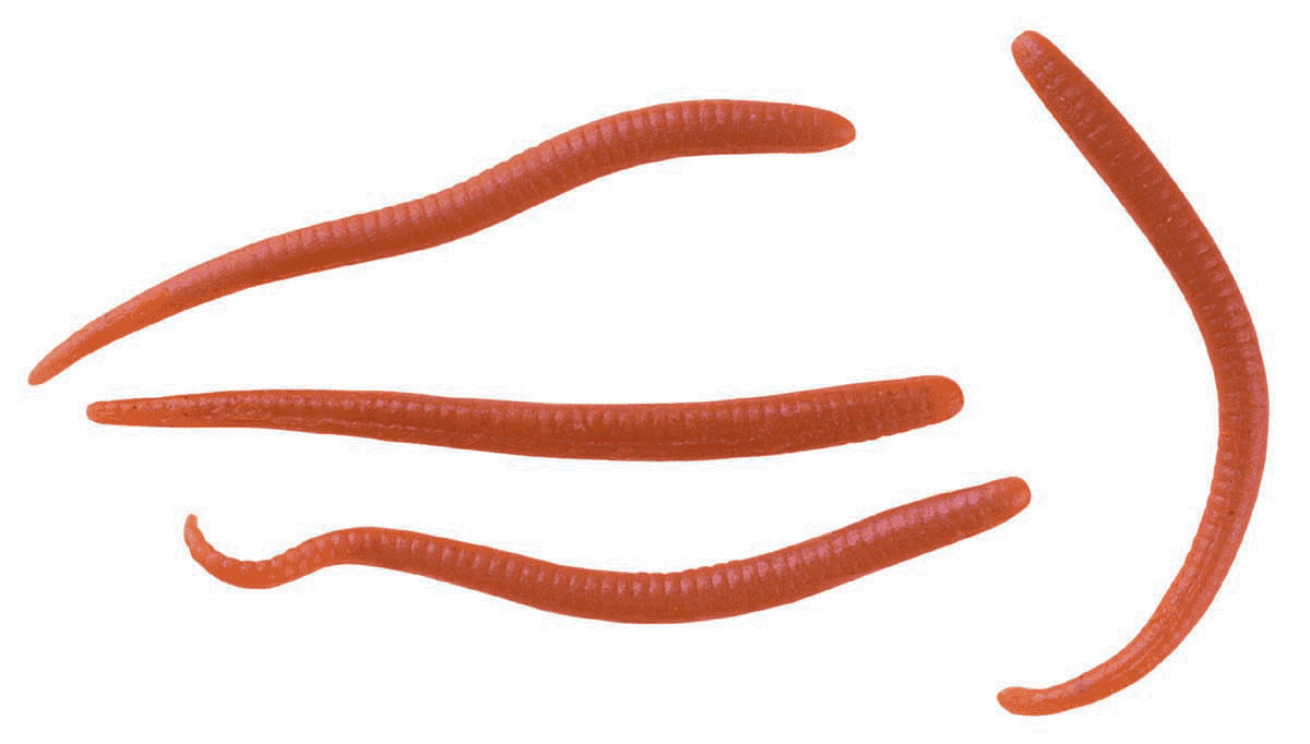 Berkley Gulp Worms